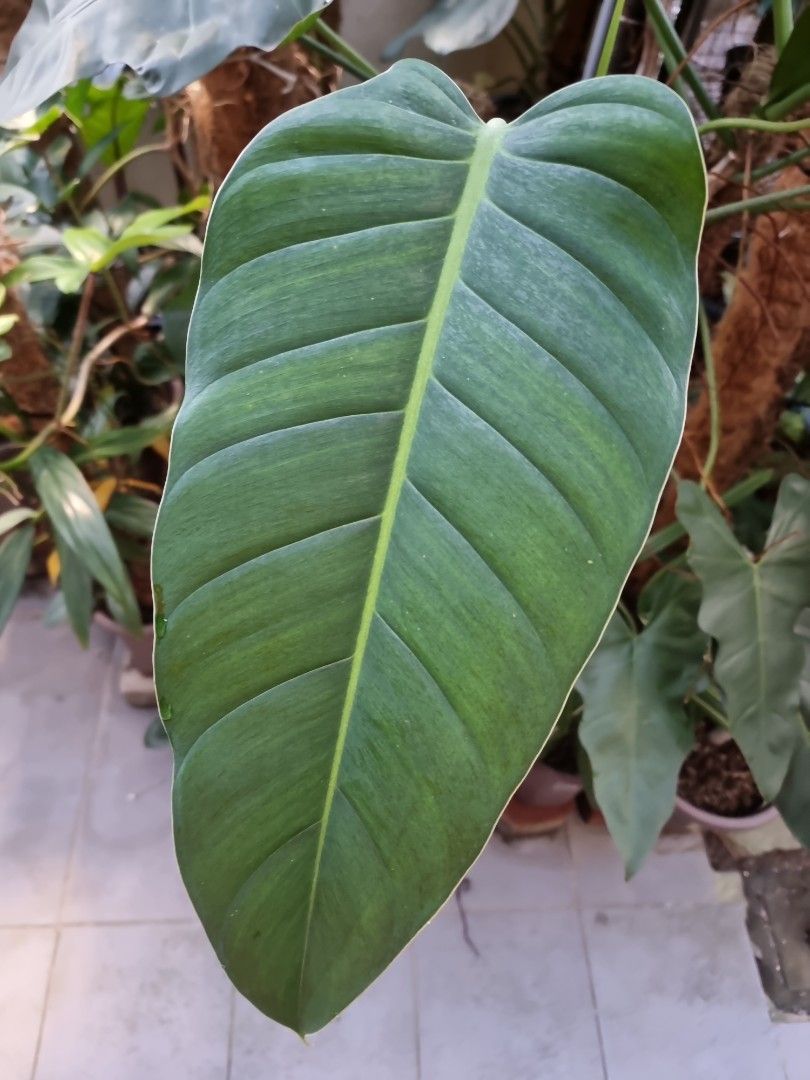 Philodendron lehmannii, Furniture & Home Living, Gardening, Plants & Seeds  on Carousell