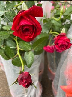 (Category: ) located in . Submitted by gardenfunfarm (Listing ID 1275900708, Image 1). Description: .