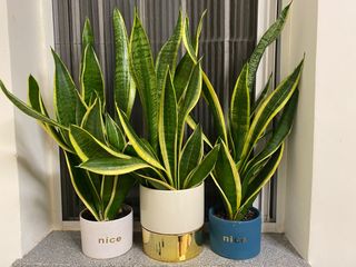 （分類：）位於 。 由 stranger1hk 提交（商品編號 1280922975，圖片 1）。簡介： 。