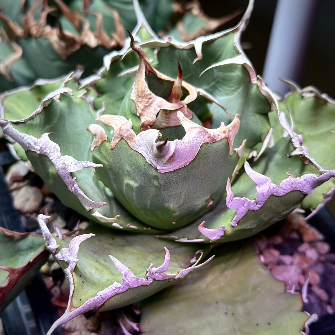 ______agave_titanota_solar_ecl  