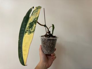 （分類：）位於 。 由 matthewchu2004 提交（商品編號 1280986435，圖片 1）。簡介： 。