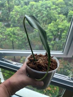 (Category: ) located in . Submitted by earth51 (Listing ID 1280839086, Image 1). Description: .