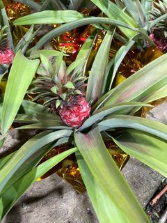 (Category: ) located in . Submitted by gardenfunfarm (Listing ID 1280784410, Image 1). Description: .