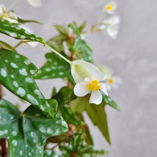 （分類：）位於 。 由 KwanCandy 提交（商品編號 1277371072，圖片 1）。簡介： 。