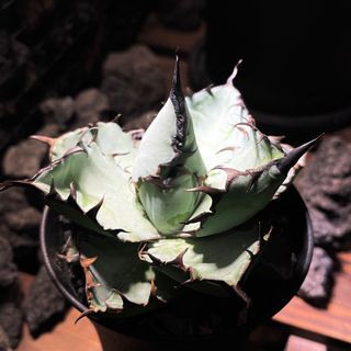 (Category: ) located in . Submitted by kopikfolk (Listing ID 1281185997, Image 1). Description: .