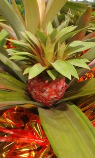 (Category: ) located in . Submitted by urban.cultivar (Listing ID 1281162892, Image 1). Description: .