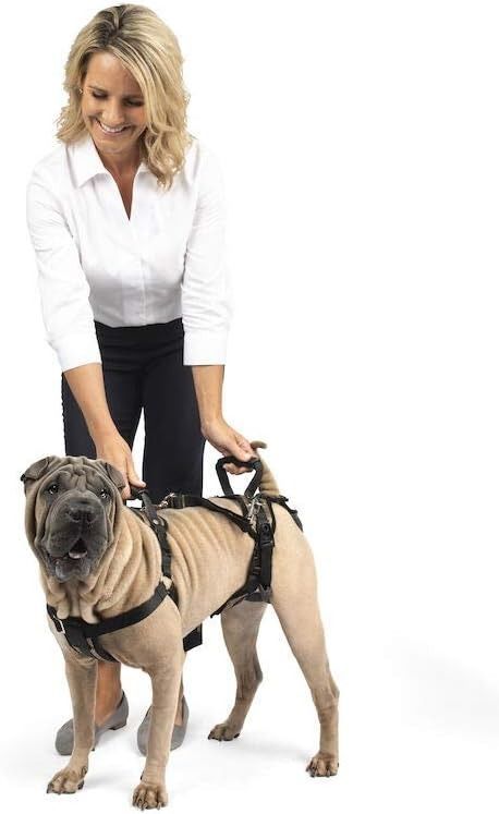 Dog harness with handle for older dogs discount