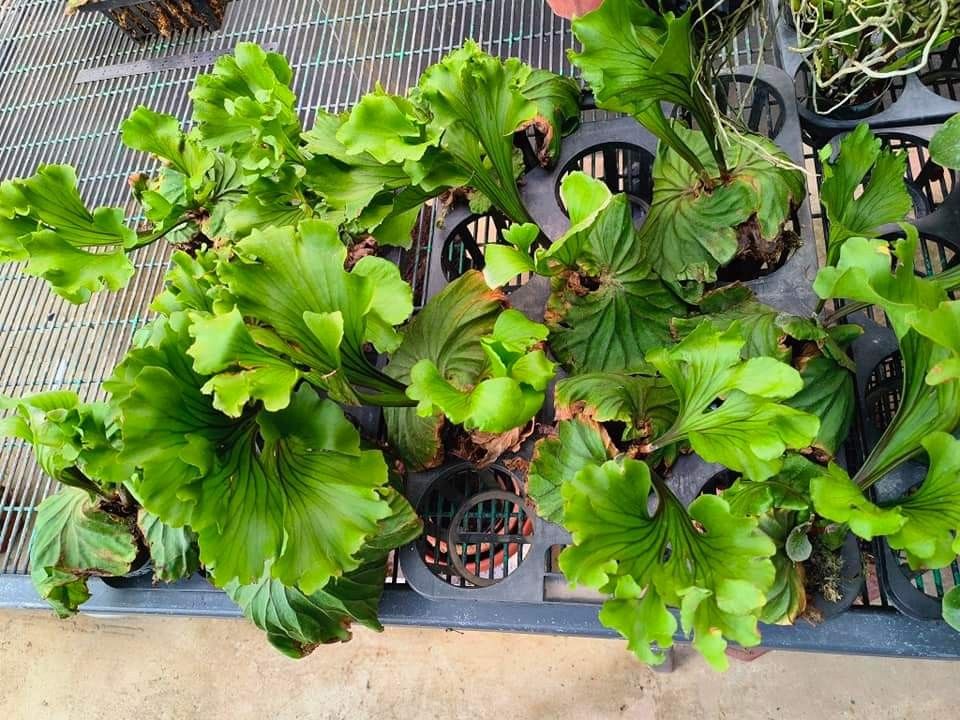 Platycerium P.ridleyi 'Monkey King' TC③ @bikamori.com ビカクシダ