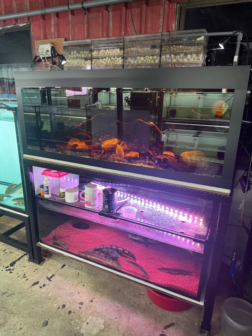 5ft by 2.5 ft by 2ft fish tank Pet Supplies Homes Other Pet