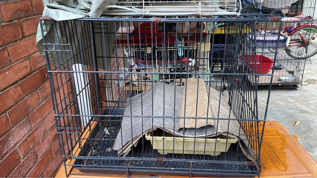 All cats adopted. Cages available now. Cat cages 1 L 1 S. Take both 15