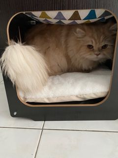 (Category: ) located in . Submitted by mochidango (Listing ID 1281339671, Image 1). Description: .