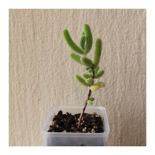 (Category: ) located in . Submitted by HomeGreenery (Listing ID 1281262699, Image 1). Description: .