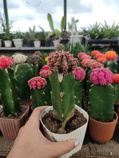 Thailand '2toned' Moon Cactus (Pink+Green)