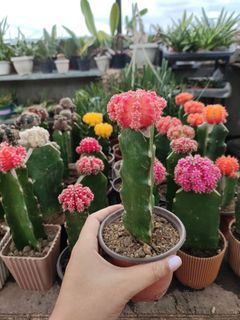 Thailand '2toned' Moon Cactus (Pink+Orange)