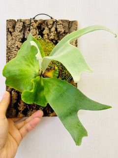（分類：）位於 。 由 isaachome 提交（商品編號 1281609966，圖片 1）。簡介： 。