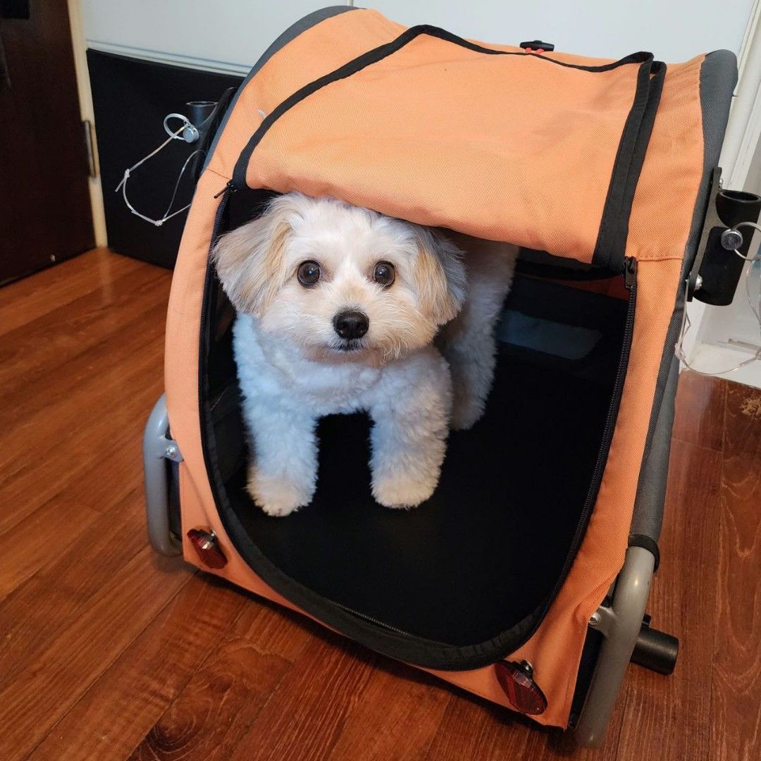 Dutch outlet dog doggyride