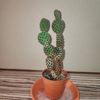 (Category: ) located in . Submitted by succacti (Listing ID 1281552905, Image 1). Description: .