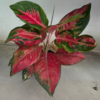 (Category: ) located in . Submitted by loveplants89 (Listing ID 1281475260, Image 1). Description: .