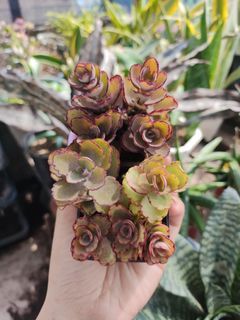 Succulent 'Laxiflora' Kalanchoe Collection