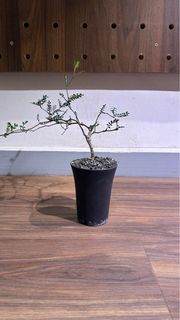 （分類：）位於 。 由 ican20816 提交（商品編號 1281715644，圖片 1）。簡介： 。