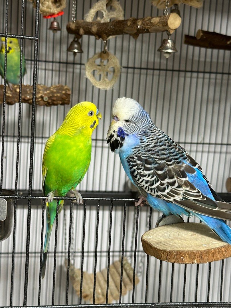 Bird Boarding Pet Supplies Homes Other Pet Accessories on