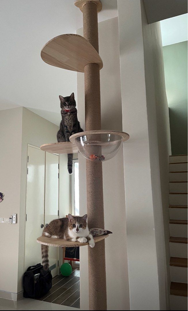 Cat tree bowl online