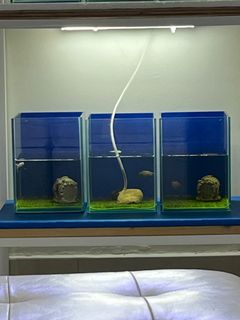 (Category: ) located in . Submitted by engliao (Listing ID 1281951212, Image 1). Description: .