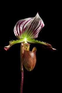 (Category: ) located in . Submitted by plant_nerd05 (Listing ID 1281960465, Image 1). Description: .