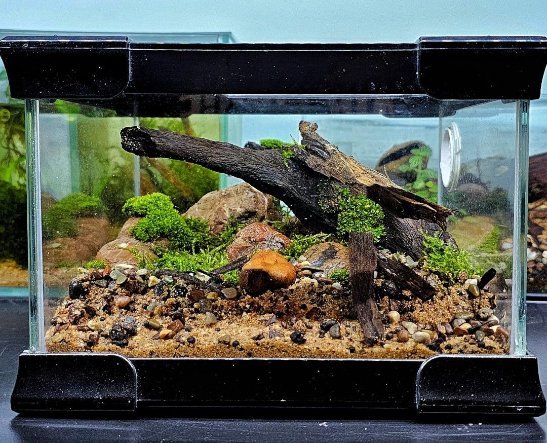 Bioactive outlet hamster cage
