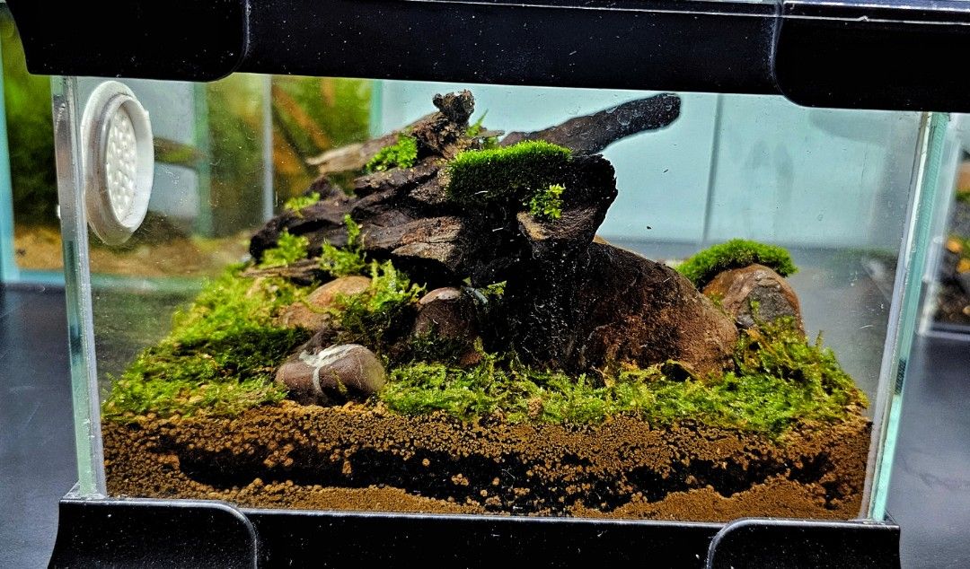 Bioactive hot sale hamster cage