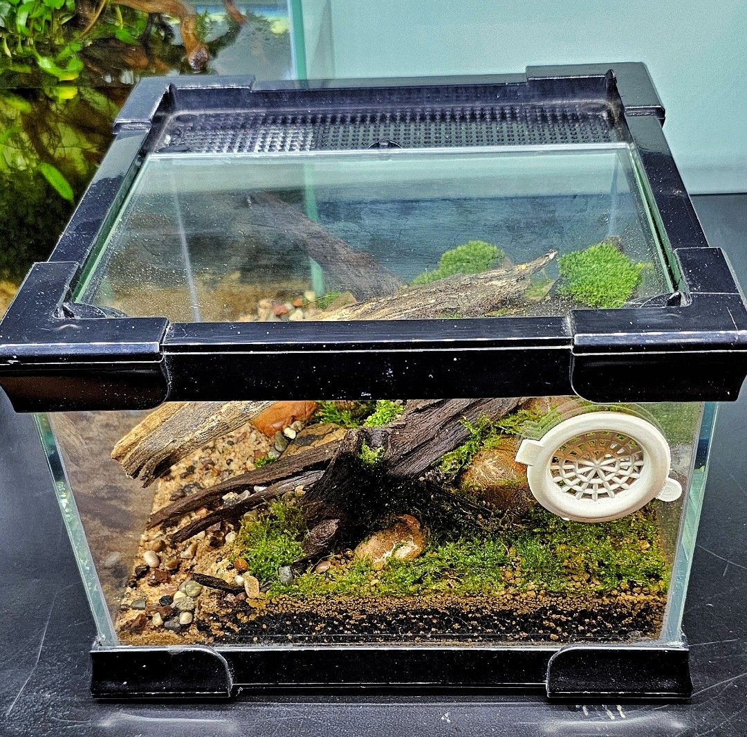 Bioactive top hamster cage