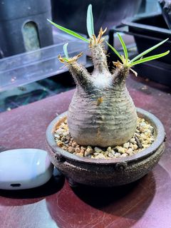 （分類：）位於 。 由 caudexjc 提交（商品編號 1282122800，圖片 1）。簡介： 。