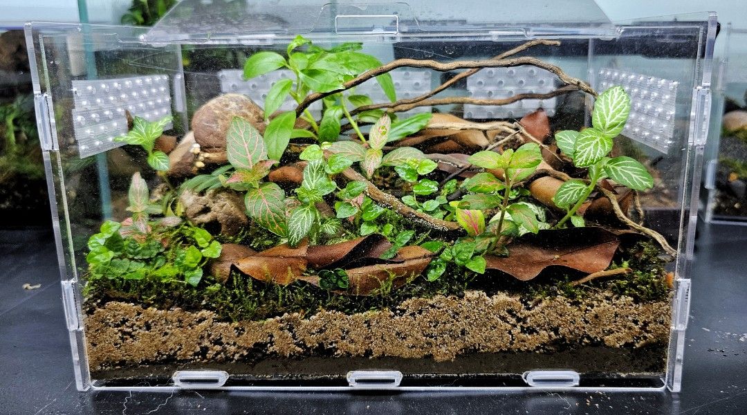 Bioactive tortoise enclosure on sale