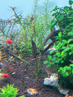 (Category: ) located in . Submitted by oranda77 (Listing ID 1282094969, Image 1). Description: .