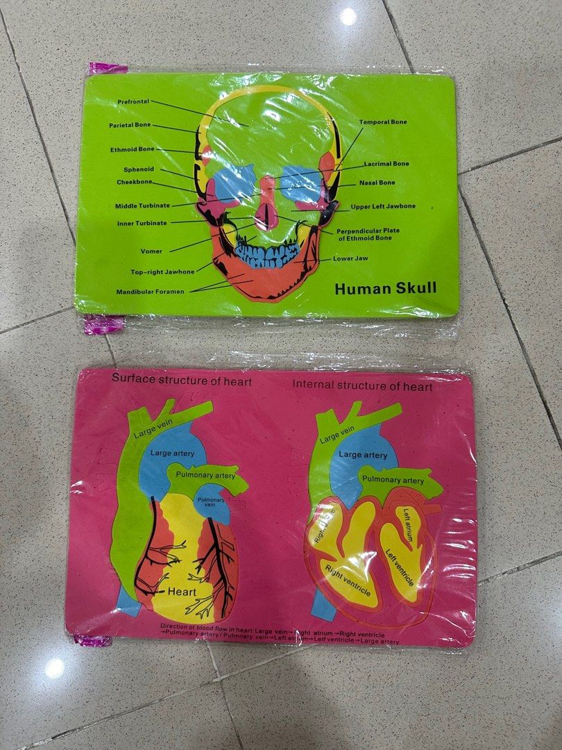 Foam anatomy model hobbies toys toys games on carousell