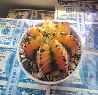 (Category: ) located in . Submitted by kiannky (Listing ID 1282047477, Image 1). Description: .