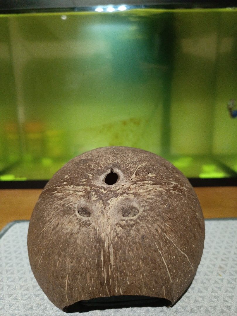 Hamster fish cheap