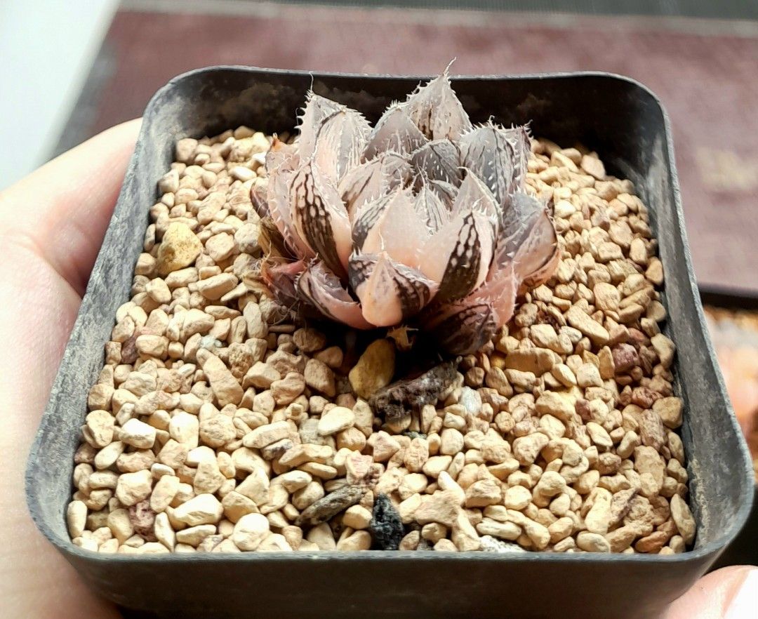 Haworthia Cooperi "Mirror Ball" variegated 6cm pot, Furniture & Home