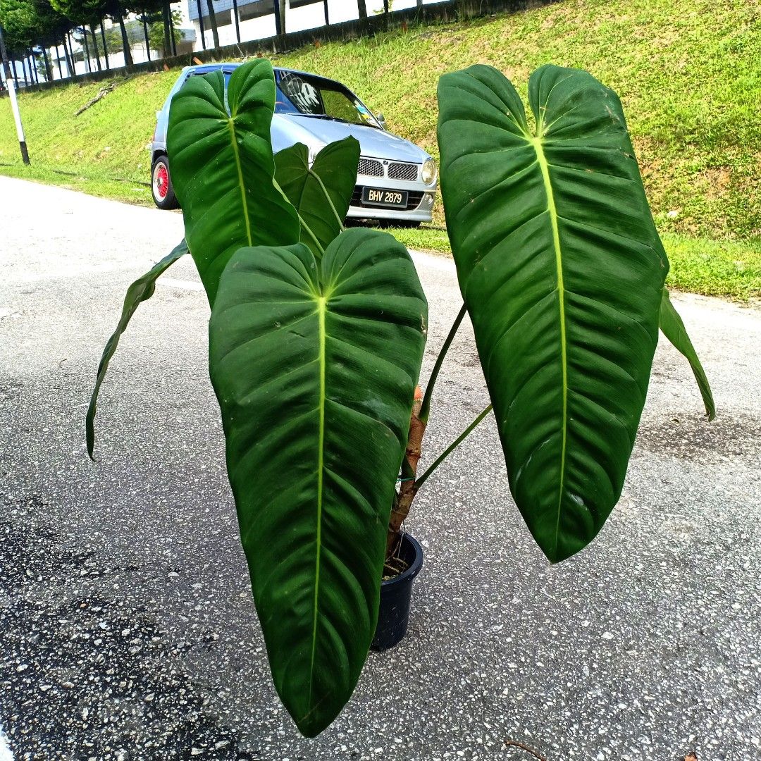philodendron verrucosum rankhilfe Philodendron verrucosum Amazon Sunset  Berlinplant