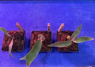 (Category: ) located in . Submitted by pLantae (Listing ID 1282158909, Image 1). Description: .