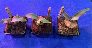 (Category: ) located in . Submitted by pLantae (Listing ID 1282159481, Image 1). Description: .