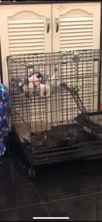 (Category: ) located in . Submitted by limoncelloo (Listing ID 1282110612, Image 1). Description: .