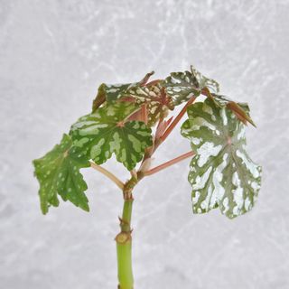（分類：）位於 。 由 KwanCandy 提交（商品編號 1275509100，圖片 1）。簡介： 。