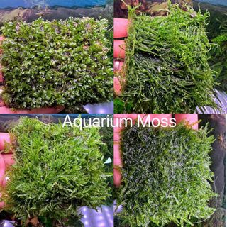 (Category: ) located in . Submitted by superaquarium (Listing ID 1282241841, Image 1). Description: .
