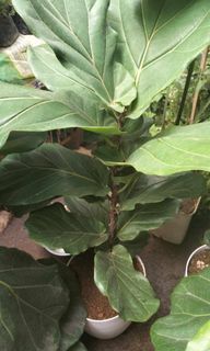 Fig Fiddle leaf giant leaf