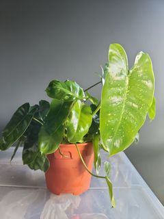 (Category: ) located in . Submitted by GoingGreen (Listing ID 1282297307, Image 1). Description: .