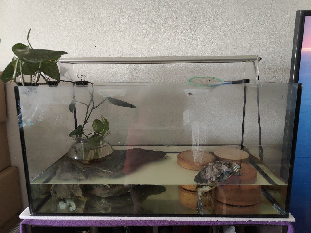 Aquarium for 2025 fish and turtles