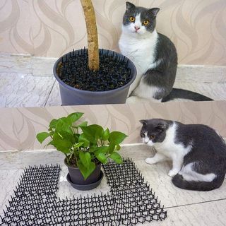 Electronic cat repellent online