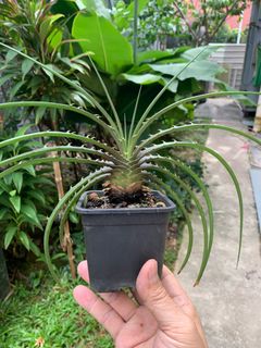 (Category: ) located in . Submitted by plantshopper (Listing ID 1282440823, Image 1). Description: .
