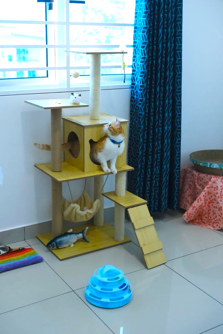 Home Based Pet Boarding Puchong, Pet Supplies, Homes & Other Pet